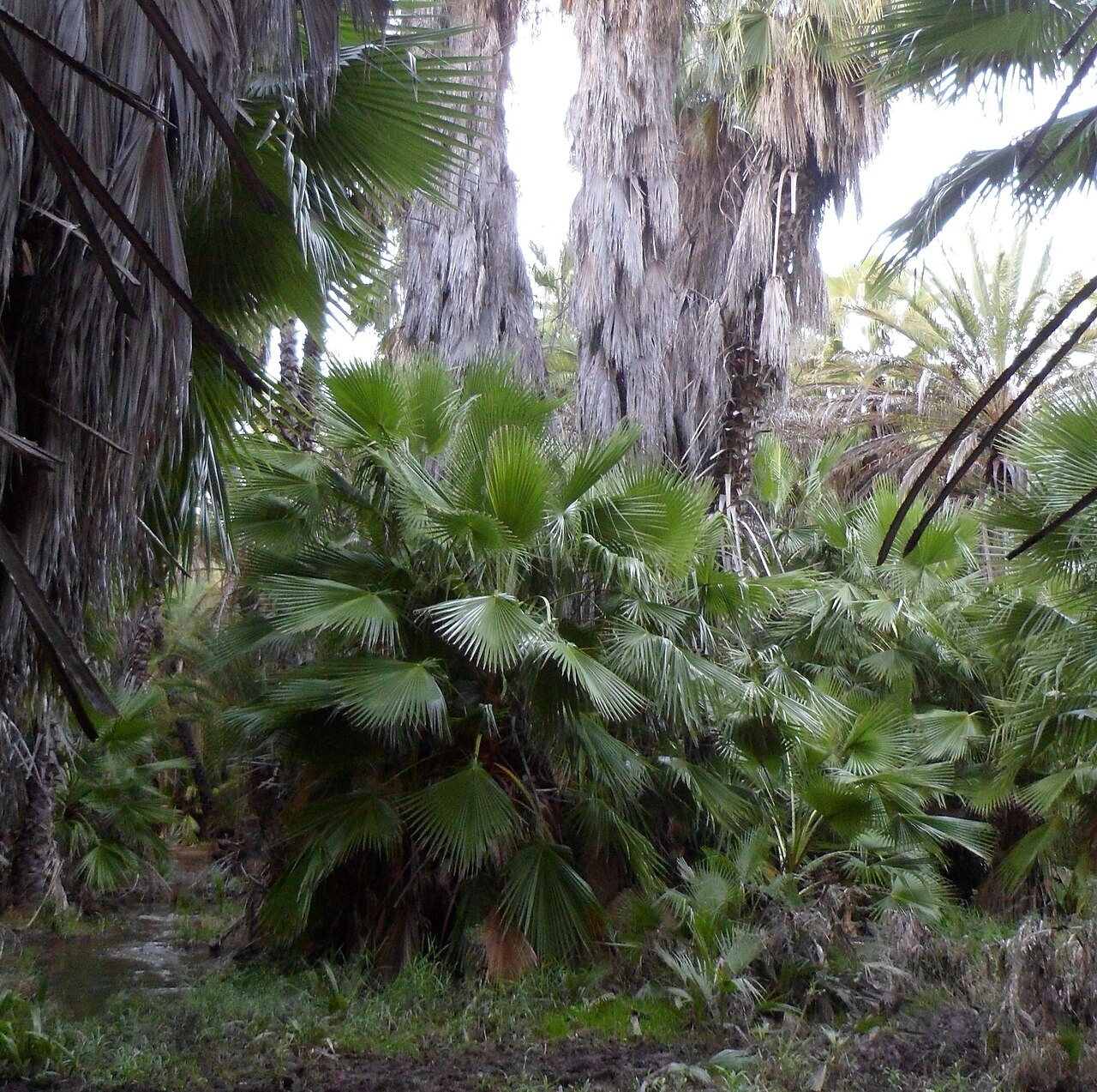 Palmas y vegetación del oasis de Los Comondú