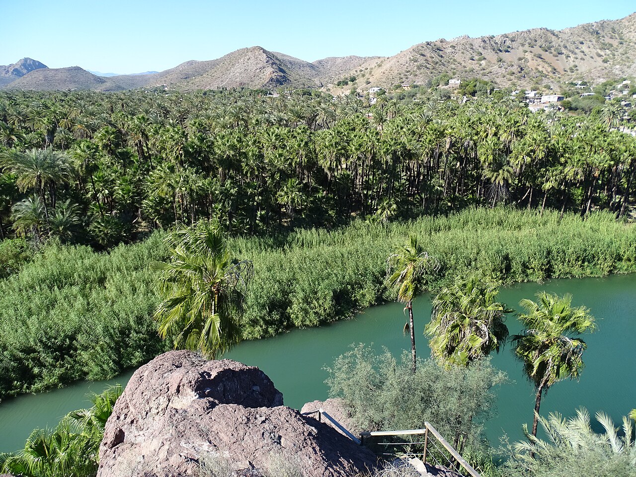 Vista del oasis de Mulegé entre palmeras y desierto